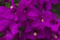 Close Up of Curazao or bougainvillea flowers with purple flowers with fresh green leaves in summer light with space for text Royalty Free Stock Photo