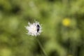 Close-up of Curculionoidea beetle on thistle plant. Royalty Free Stock Photo