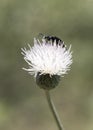 Close-up of Curculionoidea beetle on thistle plant. Royalty Free Stock Photo