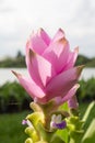 Close up Curcuma alismatifolia or Siam tulip.