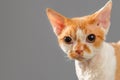 Portrait of Devon Rex cat on dark background Royalty Free Stock Photo