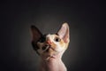 Portrait of Devon Rex cat on dark background Royalty Free Stock Photo