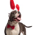 Close up of curious american bully wearing easter bunny ears