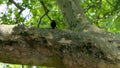 Close-up of a curious blackbird, in a plane tree, observing below him