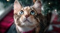 Close-up of a curious cat looking up at the camera with a soft focus background in natural light. Royalty Free Stock Photo