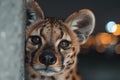 Close-up of a curious cheetah Royalty Free Stock Photo