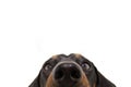 Close-up curious dachshund dog puppy eyes. Isolated on white background Royalty Free Stock Photo