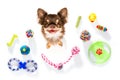 Close up curious dog looks up with toys Royalty Free Stock Photo