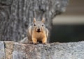 Close Up of a Curious Eastern Gray Squirrel Looking Directly at the Camera Royalty Free Stock Photo