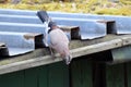 Close up of an curious Eurasian Jay walking on a roof.