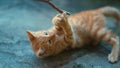 CLOSE UP: Curious ginger baby cat plays with its owner teasing it with a twig. Royalty Free Stock Photo