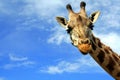 Close-up of a curious giraffe over blue sky