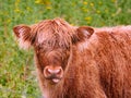 Young highland cow looking at the camera Royalty Free Stock Photo