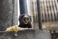 A close up of a curious juvenile mico Estrela looking directly at the camera