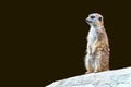 Young Meerkat on a Rock Isolated Royalty Free Stock Photo