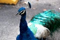 Close up of a curious peacock Royalty Free Stock Photo