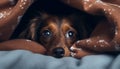 Close-up of a curious and scared brown and white dog peeking out from under a blanket