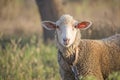 Close-up of curious white ewe on leash looking directly at camera. Cute sheep with friendly face. Shallow depth of field Royalty Free Stock Photo