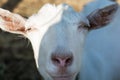 Close up of curious white ewe looking directly at camera. Cute sheep with friendly face Royalty Free Stock Photo