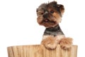 Close up of curious yorkie in bucket looking to side Royalty Free Stock Photo