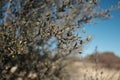 Close-up of curl-leaf mountain mahogany (Cercocarpus ledifolius) tree branches Royalty Free Stock Photo