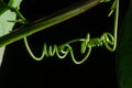 Close up of a curled green passion fruit tendril. Royalty Free Stock Photo