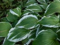 Curled plantain lily (hosta) \'Crispula\' with dark green foliage with white marginal variegation Royalty Free Stock Photo