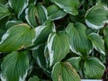 Curled plantain lily (hosta) \'Crispula\' with medium to dark green foliage with white marginal variegation