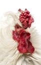 Close up of a curly feathered rooster, isolated Royalty Free Stock Photo