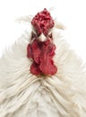 Close up of a curly feathered rooster looking at the camera Royalty Free Stock Photo