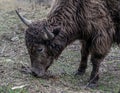 Close-up Curly-Haired Yak Eating in the High Himalayan Mountains of Bhutan