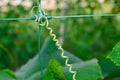 a curly, spiral-shaped mustache of a cucumber grows, weaves along a special green grid