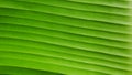 Close up lines of green banana leave