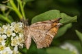 Curve-toothed Geometer - Eutrapela clemataria Royalty Free Stock Photo