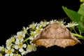 Curve-toothed Geometer - Eutrapela clemataria Royalty Free Stock Photo