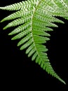 Close up of a curved green fern leaf against A black background Royalty Free Stock Photo