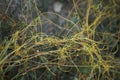 Cuscuta campestris close up