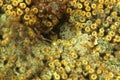 The close-up of cushion coral from he Adriatic Sea