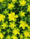 Close-up of Cushion spurge or Euphorbia polychroma, blooming in the garden in summer.