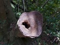 Close-up cut down tree trunk section. Royalty Free Stock Photo