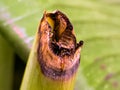 close up of cut dried banana stem