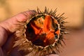 Close up of a cut open sea urchin Echinoidea with lots of orange eggs, which is held by a hand