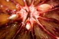 Close-up of ripe juicy Sicilian Blood oranges Royalty Free Stock Photo