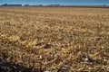 cut stalks of a corn field after harvest Royalty Free Stock Photo