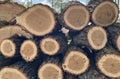 Close-up of felled tree trunks stacked on top of each other Royalty Free Stock Photo