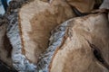Close up of cut tree trunk pieces macro Royalty Free Stock Photo