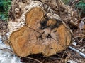 Close up of cut tree trunk. wood cut texture ring background. Cross section of tree trunk. Royalty Free Stock Photo