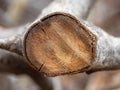 Close up of cut tree trunk. wood cut texture ring background. Cross section of tree trunk. wood texture Royalty Free Stock Photo
