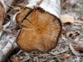 Close up of cut tree trunk. wood cut texture ring background. Cross section of tree trunk. wood texture. Royalty Free Stock Photo