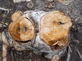 Close up of cut tree trunk. wood cut texture ring background. Cross section of tree trunk. wood texture. Royalty Free Stock Photo